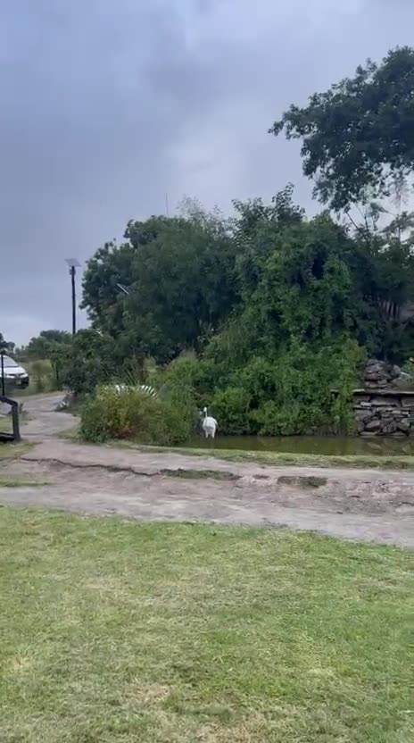 Crossing the lawn towards a wooden footbridge and the thatched entrance building, then the stone-floored entrance hall under the Nyama Choma Resort sign