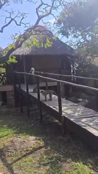 A boardwalk and rocky path through vines and trees on the resort grounds