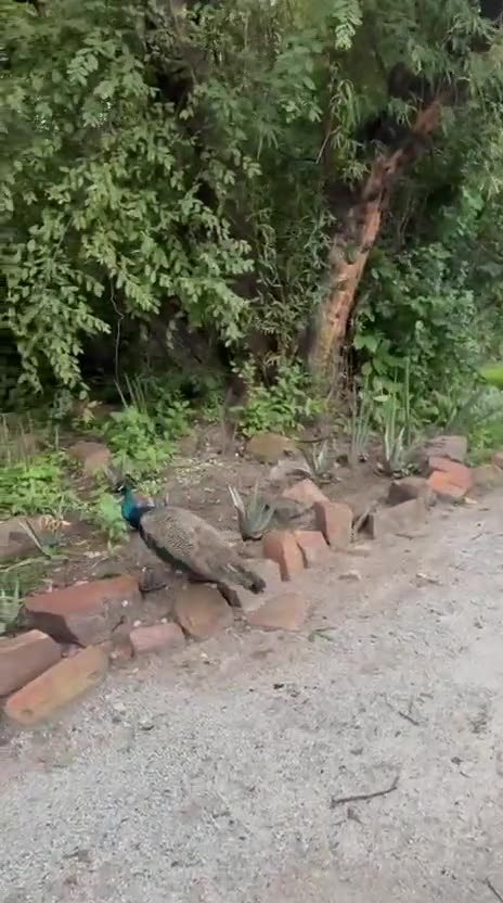 Peacocks walking along a gravel path between rocks and trees, with thatched round houses beyond