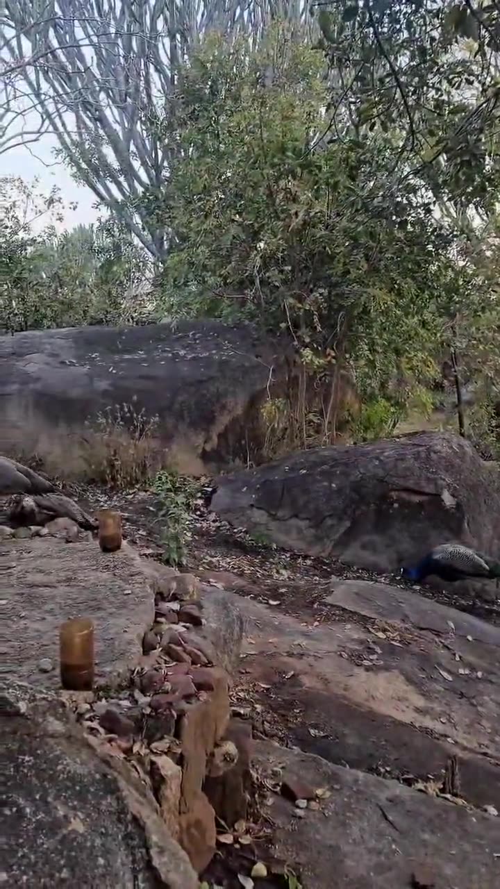 Peacocks moving across boulders among trees on the resort grounds