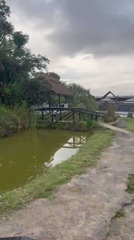 Walking beside the green pond and a wooden viewing deck, then along a dirt path towards the thatched buildings and the lawn