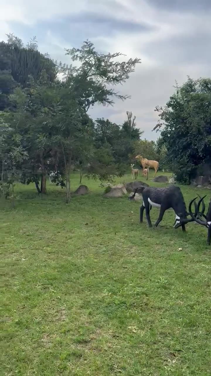 Two antelope sculptures locking horns on the lawn, with a zebra and a lion sculpture among the trees behind