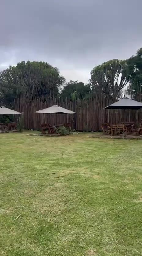 Two warthog sculptures on the lawn with thatched gazebos behind
